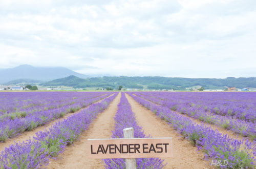 Lavender-East